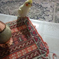 عروس هلندی