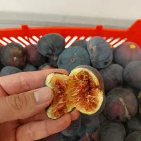 انجیر سیاه خوشمزه