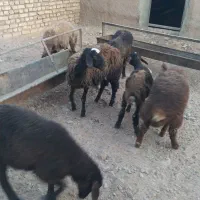 فروش دام|حیوانات مزرعه|گرمسار, |دیوار