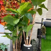 درختچه. شکوفه ‌ . فلاور باکس