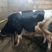 گاونر