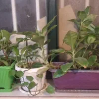 گل برای فروش