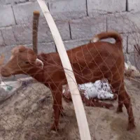 کهر|حیوانات مزرعه|میناب, |دیوار