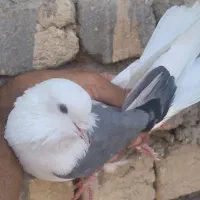 کفتره عطیقه