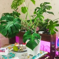 مانسترا هیدروپونیک برگ انجیری