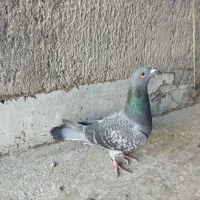 کبوتر پلاکی