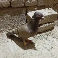 کفتر مشکی کاکلی سار