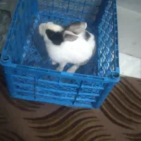 خرگوش نر