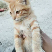 بچه گربه دستی