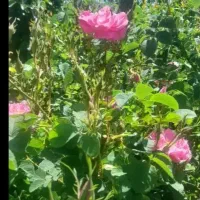 استخدام اکیپ کارگر و نیرو جهت چیدن گل محمدی
