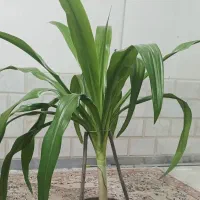 گل اشک ملکه