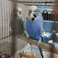 مرغ عشق انگلیسی