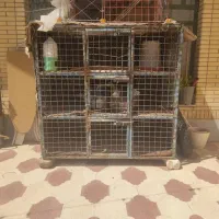 قفس محکم خوب