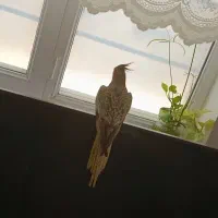 عروس هلندی ماده ۶ تخم اماده سخن گو