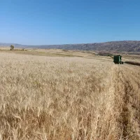 گندم ساورز