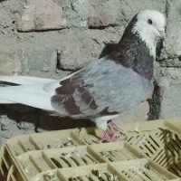 شازده هما نر