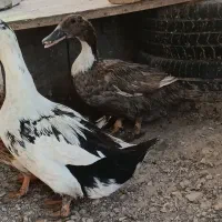 ۴تا اردک