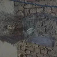 دو عدد قفس|لوازم جانبی حیوانات|شیروان (خراسان), |دیوار