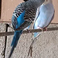 جفت مرغ عشق  فوق مولد