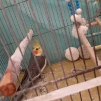 عروس هلندی