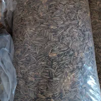 پخش تخمه با کیفیت