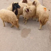 ۱۰ راس بره ماده هم گوشتی هم داشتی