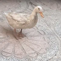 اردک