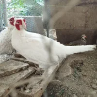 مرغ هلندی