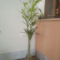 بامبو با گلدان بزرگ