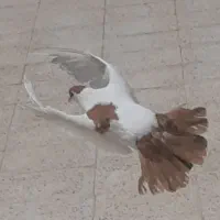 خال دم هفت رنگ نر افغانی