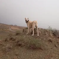 سگ توله ده ماه