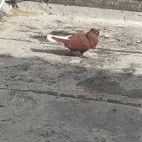 دو عدد کبوتر نر