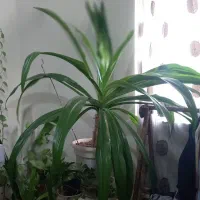 گل طبیعی سوسن عنکبوتی