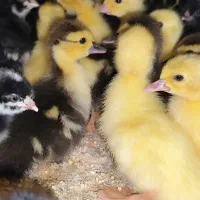 اردک اسراییلی 3 روزه