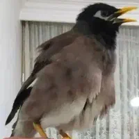 مینا دستی نر سخنگو افغانی عروس هلندی