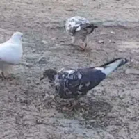 کبوتر