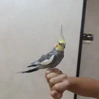 یک عدد عروس هلندی همراه با قفس