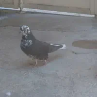 سینه بازدم سفید