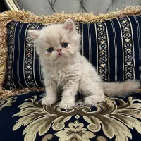 واگزاری گربه دو ماهه پرشین با اصالت و سالم