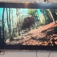 تلویزیون ال جی ۴۹ اینچ