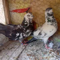 ماده گرفتنی