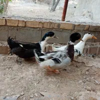فروش اردک به دلیل کمبود فضا