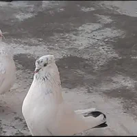 یک جفت کله ای