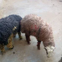 بره نر