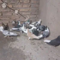 کفتر|پرنده|اسفراین, |دیوار