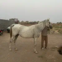 مادیون و کره