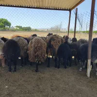 گوسفند بره نر و ماده و میش جهت قربانی یا نگهداری