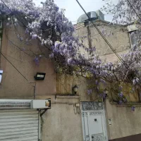 گل رونده گلیسین ورونده اناری