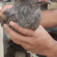 مرغ خروس گلین