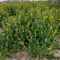 فروش علف کیکوج